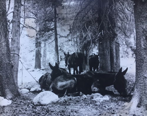 Mules